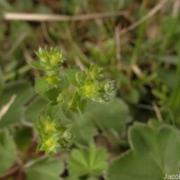 Alchemilla indica Gardner